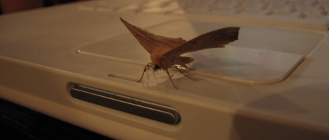 laptop_moth_scaled.jpg